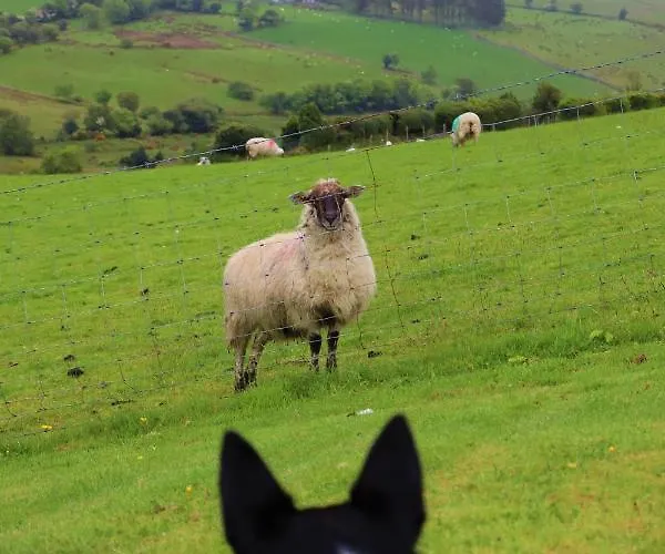 Holiday home Mount Alohert House Killarney