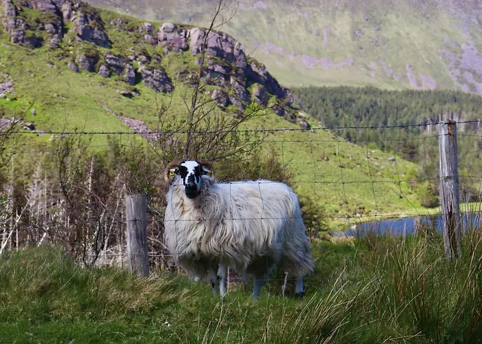 Mount Alohert House Holiday home Killarney