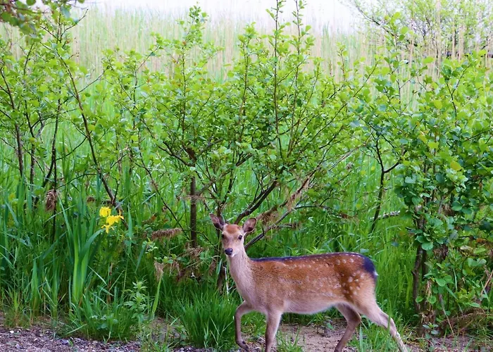 Mount Alohert House *